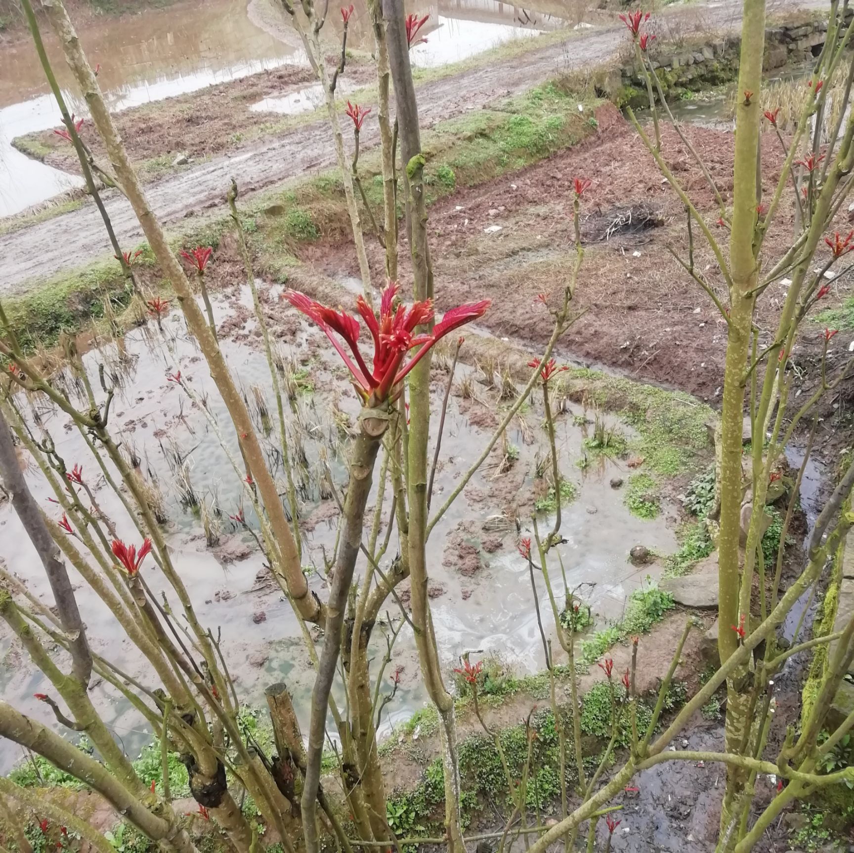 红香椿苗 特香椿芽树苗