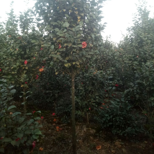 高县 高分枝茶花