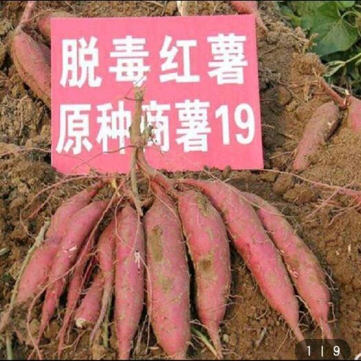尉氏县西瓜红红薯苗 冷棚脱毒红薯苗。