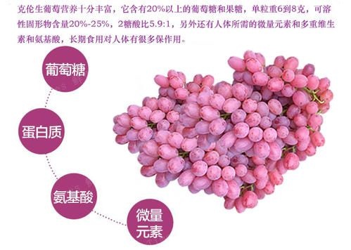 兴城市克伦生葡萄苗  出售克伦生精品苗