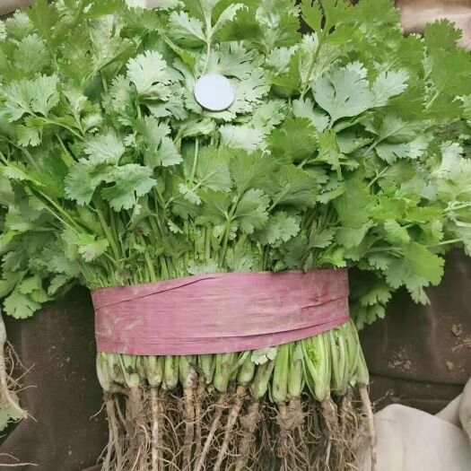 金鄉(xiāng)縣精品香菜   大量供應(yīng)市場   質(zhì)量好  價格不高