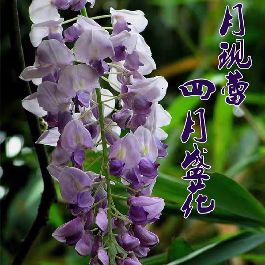 平邑县多花紫藤 紫葡萄藤鸡血藤粉玉藤花树苗好栽易活南北方适宜