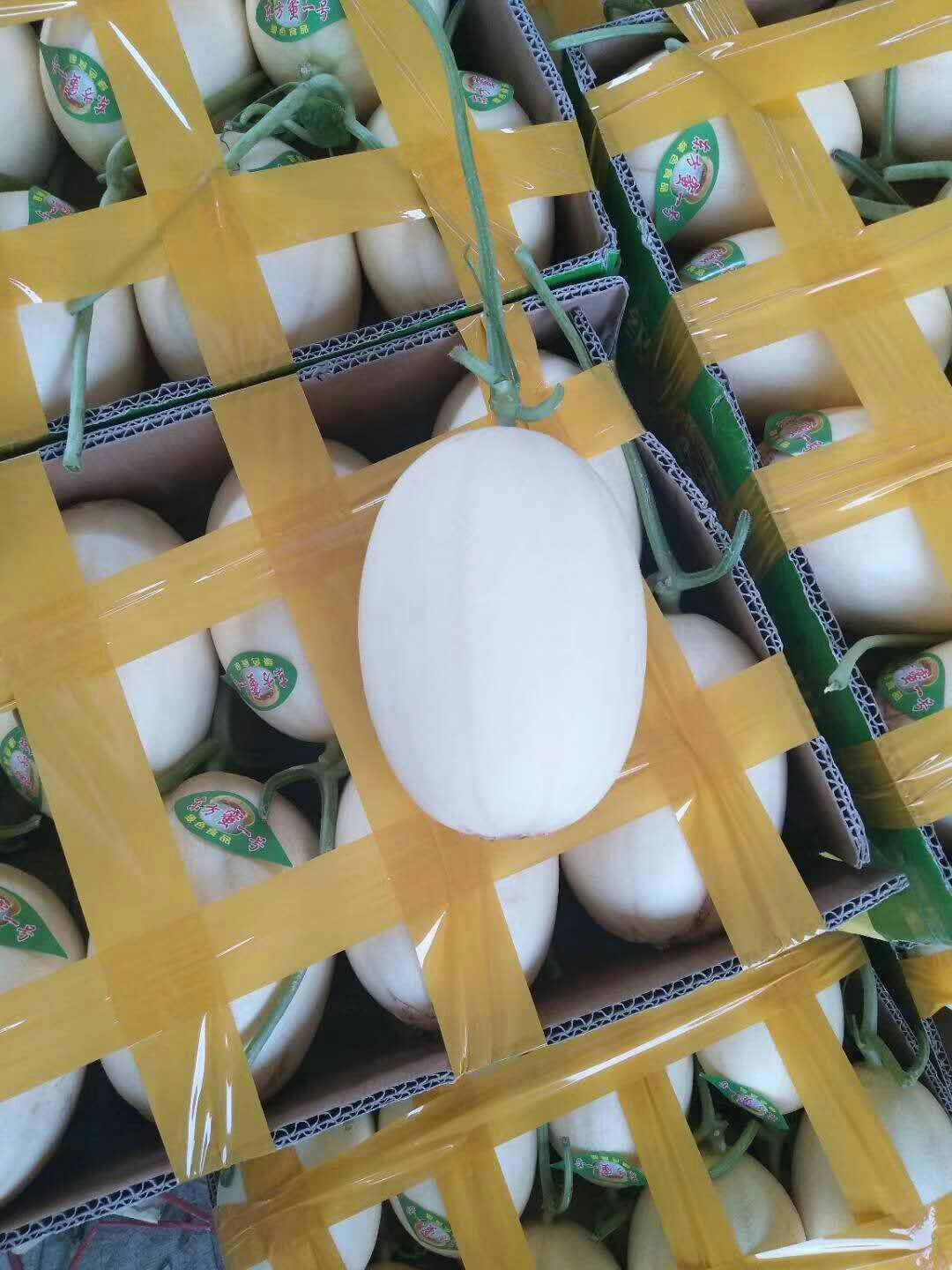 东方蜜1号 东方蜜一号