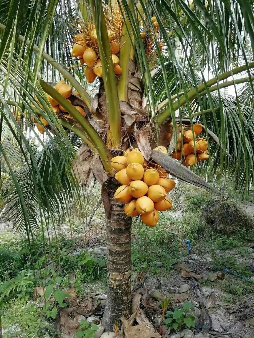 金枕榴莲苗 泰国金椰黒老虎