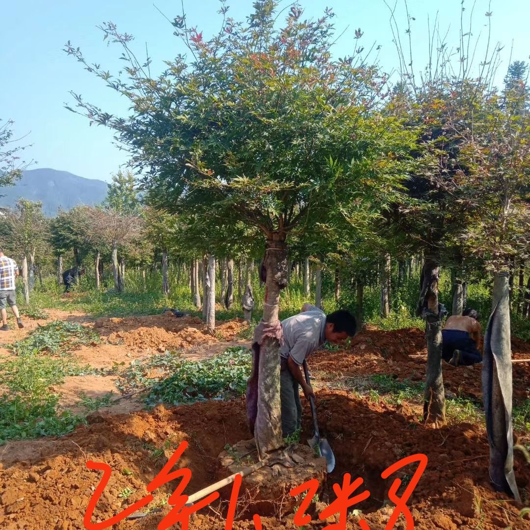 日本红枫 红枫品种齐全，质量有保障，一首货源，任老板选购