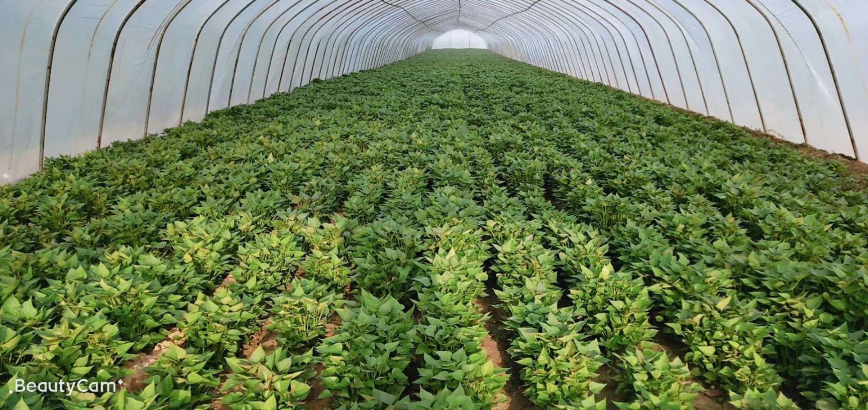 龙薯9号红薯苗 常规种（原种） ≥99.5% ≥90%