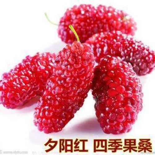 五华县 金墙果桑果桑树苗桑葚树苗嫁接苗果桑树苗金墙桑果当年结果
