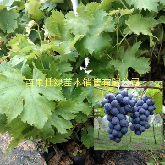 灵山县夏黑葡萄苗 巨峰葡萄苗基地直发广西发货
