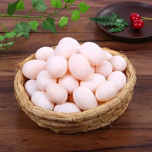 邹平市种鸽蛋  鸽子蛋