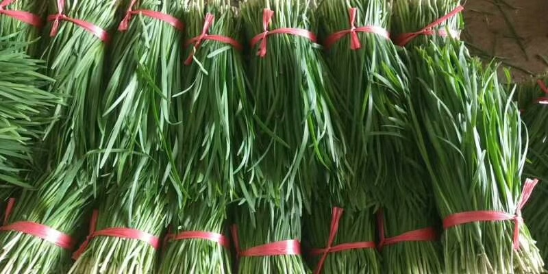 临漳县临漳县惠万民合作社，韭菜物美价廉，诚交天下朋友合作共赢。