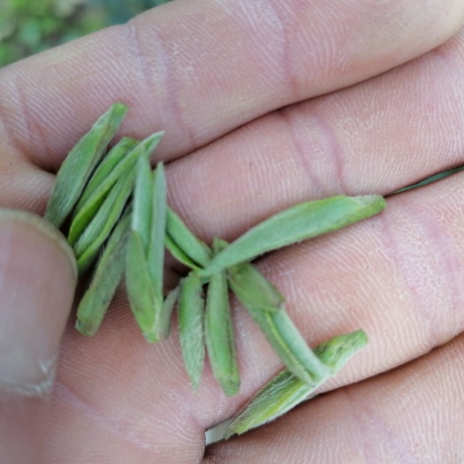 开阳县茶青 纯无公害