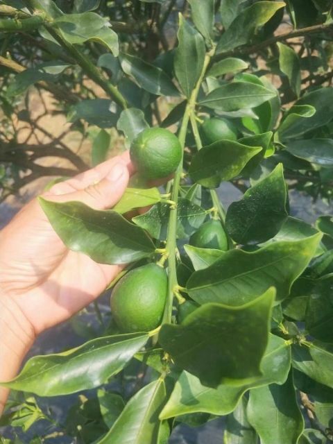 阳朔县脆蜜金柑苗 优质脆蜜橘苗待出售