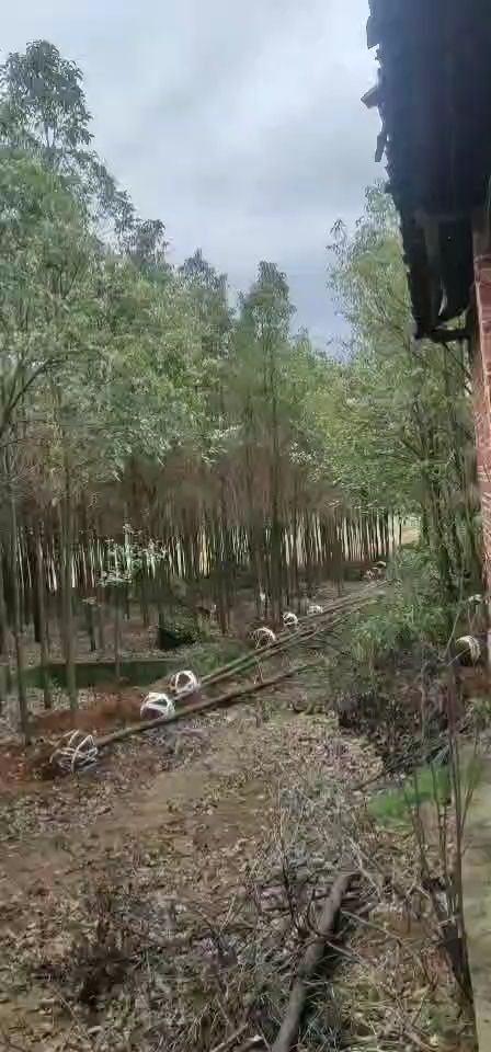 蓝山县 香樟树苗基地欢迎你来采购