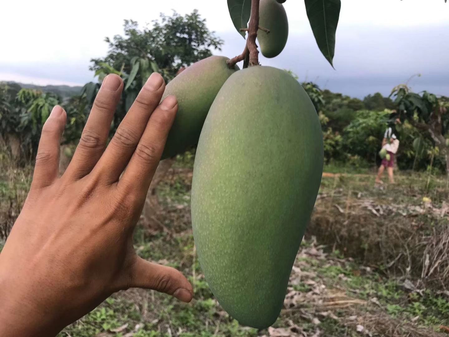  芒果苗树苗金煌红贵妃四季桂七当年结果南北盆栽庭院种植