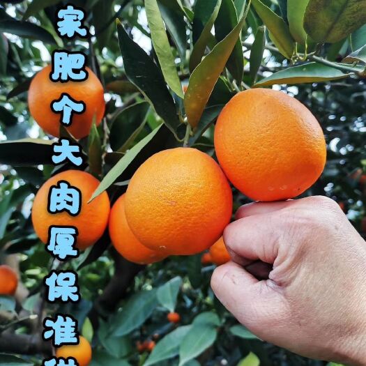 奉节奉节脐橙，汁多味甜。