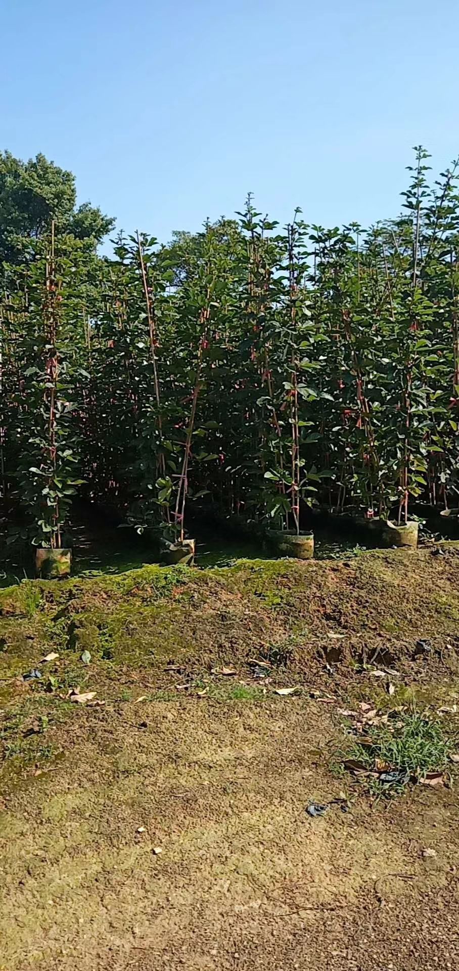 黄花风铃木  多花黄花风玲木