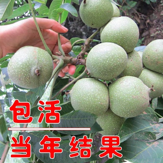 平邑县纸皮核桃苗 纸皮核桃 香玲8158文玩核桃树苗3盆栽地栽南北方种植结果苗