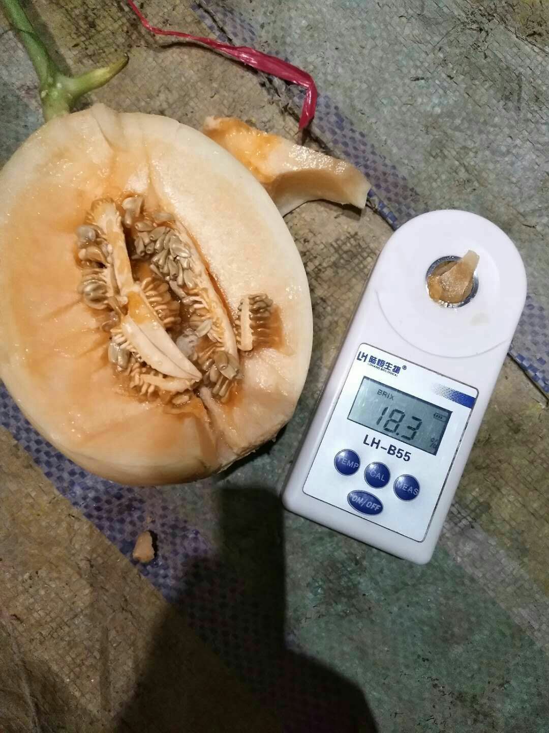 东方蜜1号 东方蜜一号