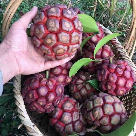 灵山县 黑老虎苗粉红一号布福娜树苗爬藤四季结果果苗南北方盆栽种植抗