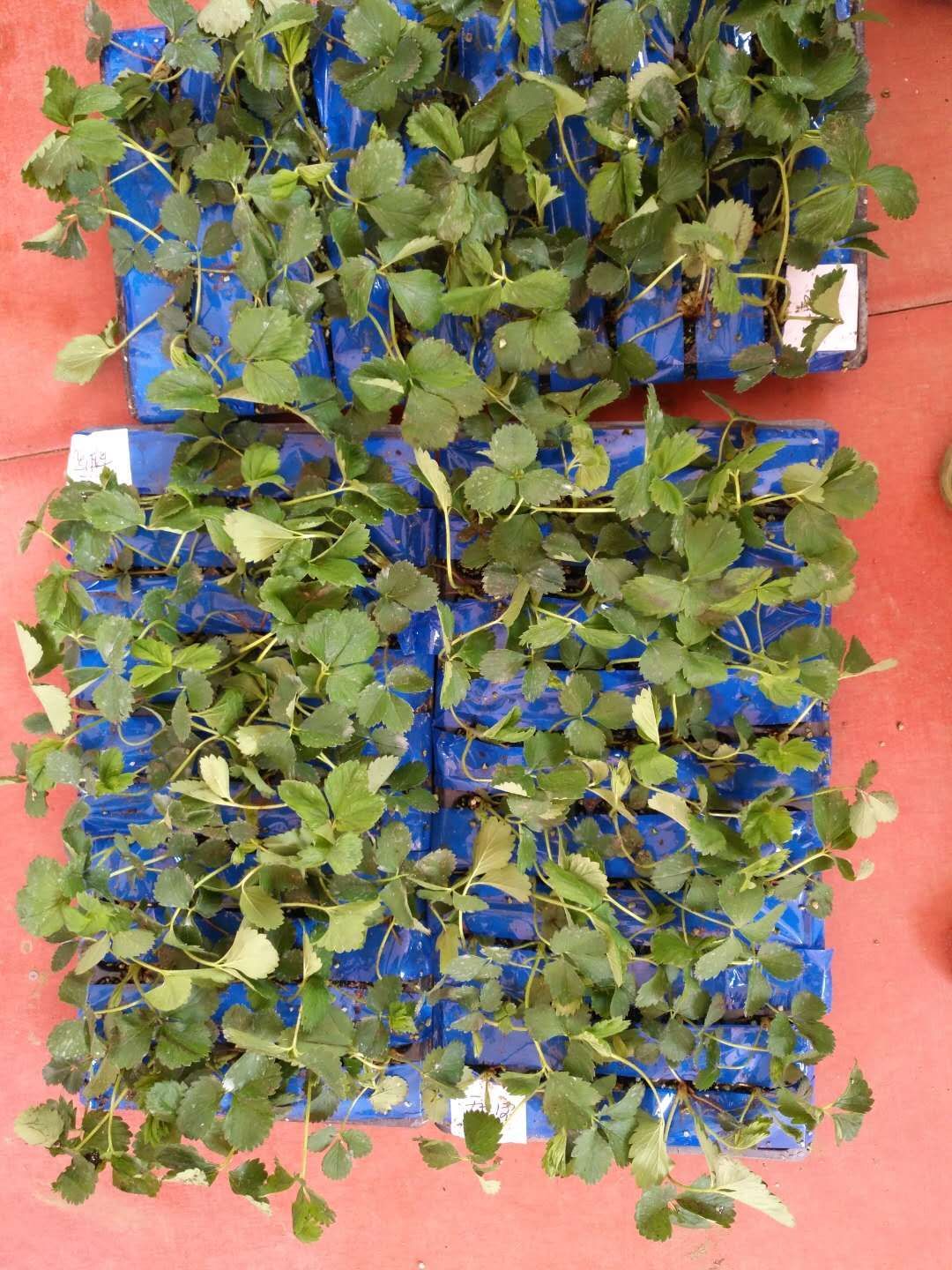 甜宝草莓苗 甜宝二代 青旗公司2代脱毒穴盘草莓种苗