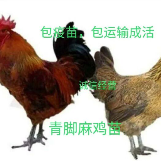 南宁 孵化场直销大种青脚麻 鸡苗60天可长5斤
