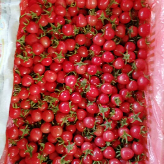 莘县 圣女果精品，千禧，釜山88