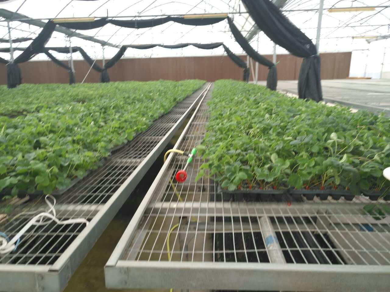 甜宝草莓苗 甜宝二代 青旗公司2代脱毒穴盘草莓种苗