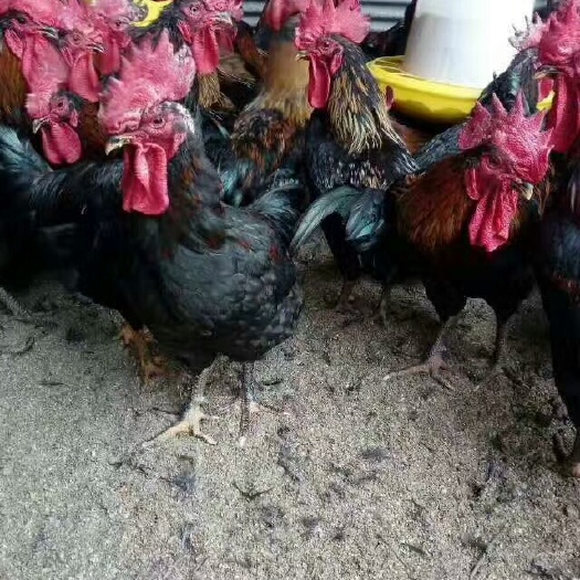 广安 快大黑鸡苗