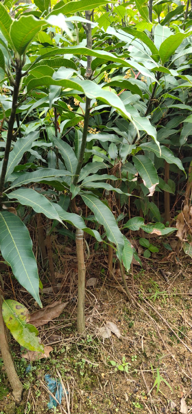 金煌芒果苗  桂七、金煌芒、台农一号芒果苗
