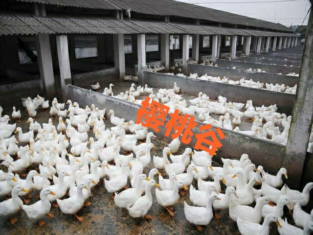 南宁 樱桃谷鸭苗