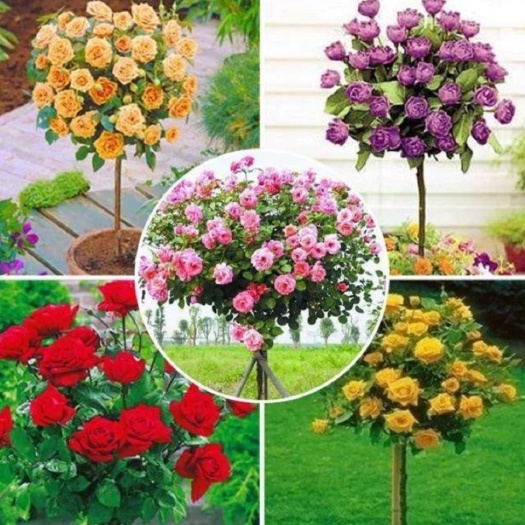 平邑县树状月季花苗网红棒棒糖 品种齐全大花老桩浓香花卉植物