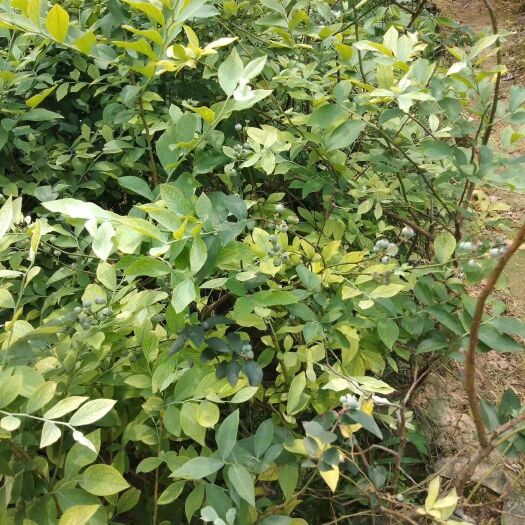 灵山县 蓝莓苗。哈斯牛油果苗杨梅苗红肉菠萝蜜苗榴莲