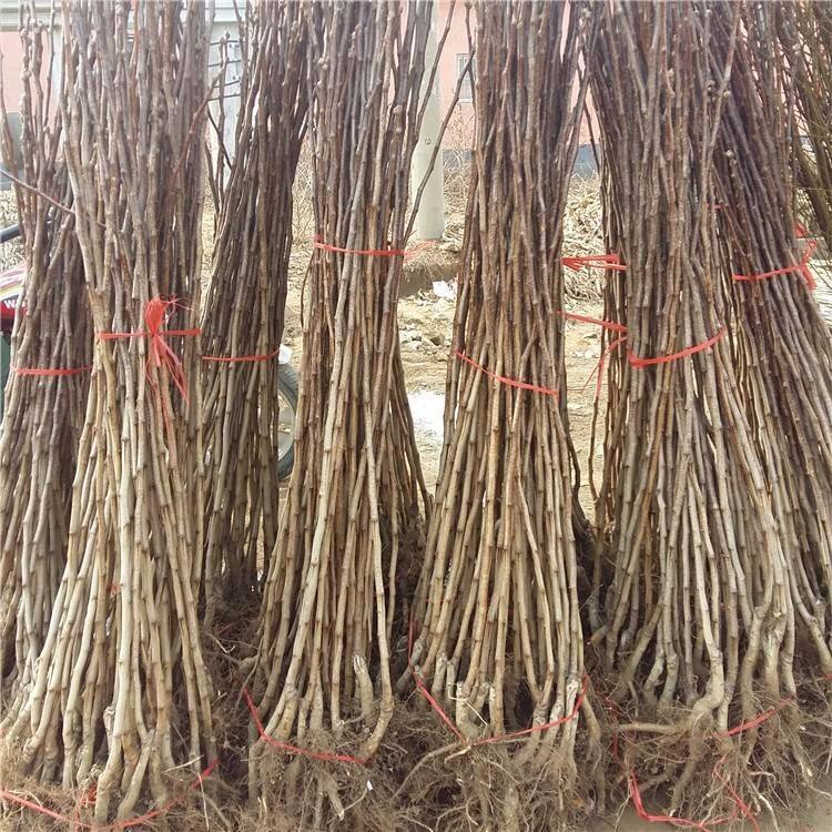  山楂树苗