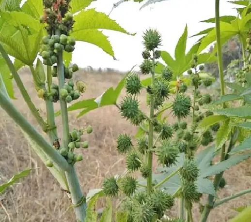 新采蓖麻种子 红蓖麻 绿蓖麻 老麻子草麻种子蓖麻油 中草药材