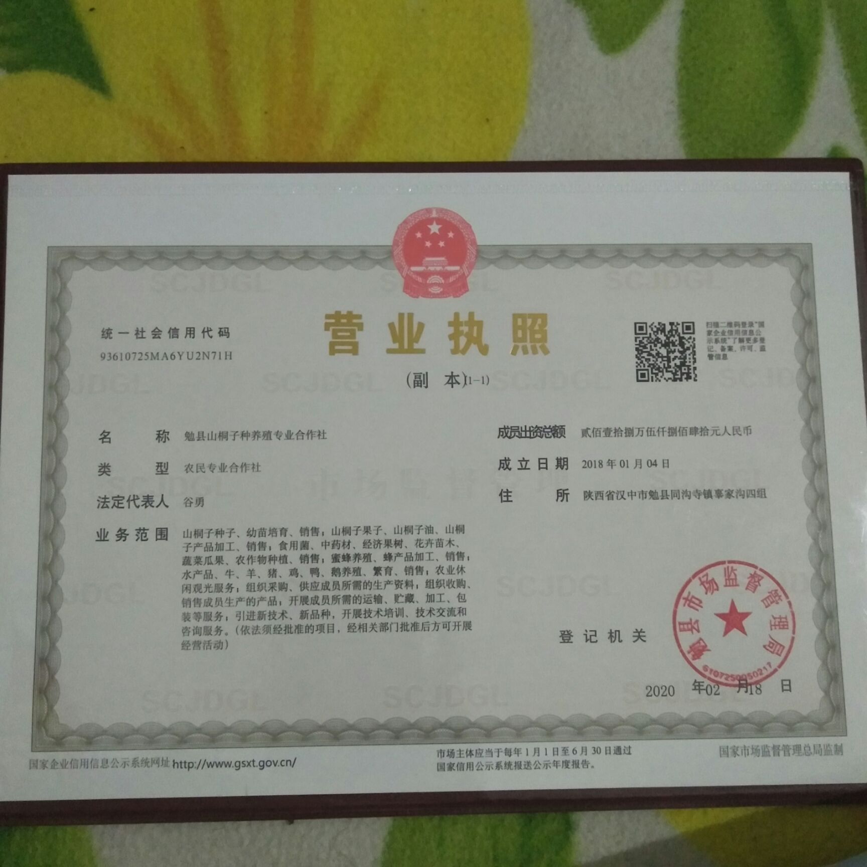 勉县山桐子种子