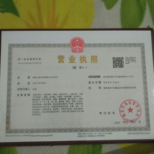 勉县山桐子种子