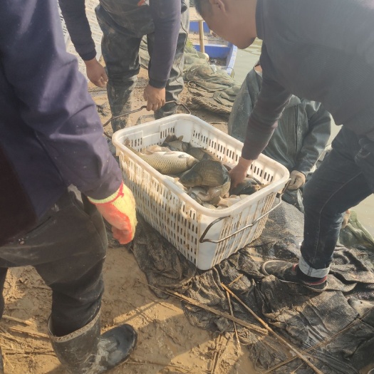 宿迁 鲫鱼大量上市