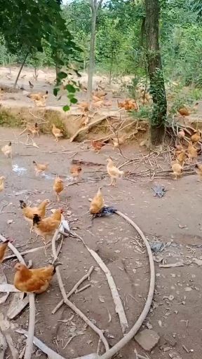 长兴县土鸡蛋 食用 散装