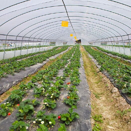 邳州市 精品草莓，大量供应