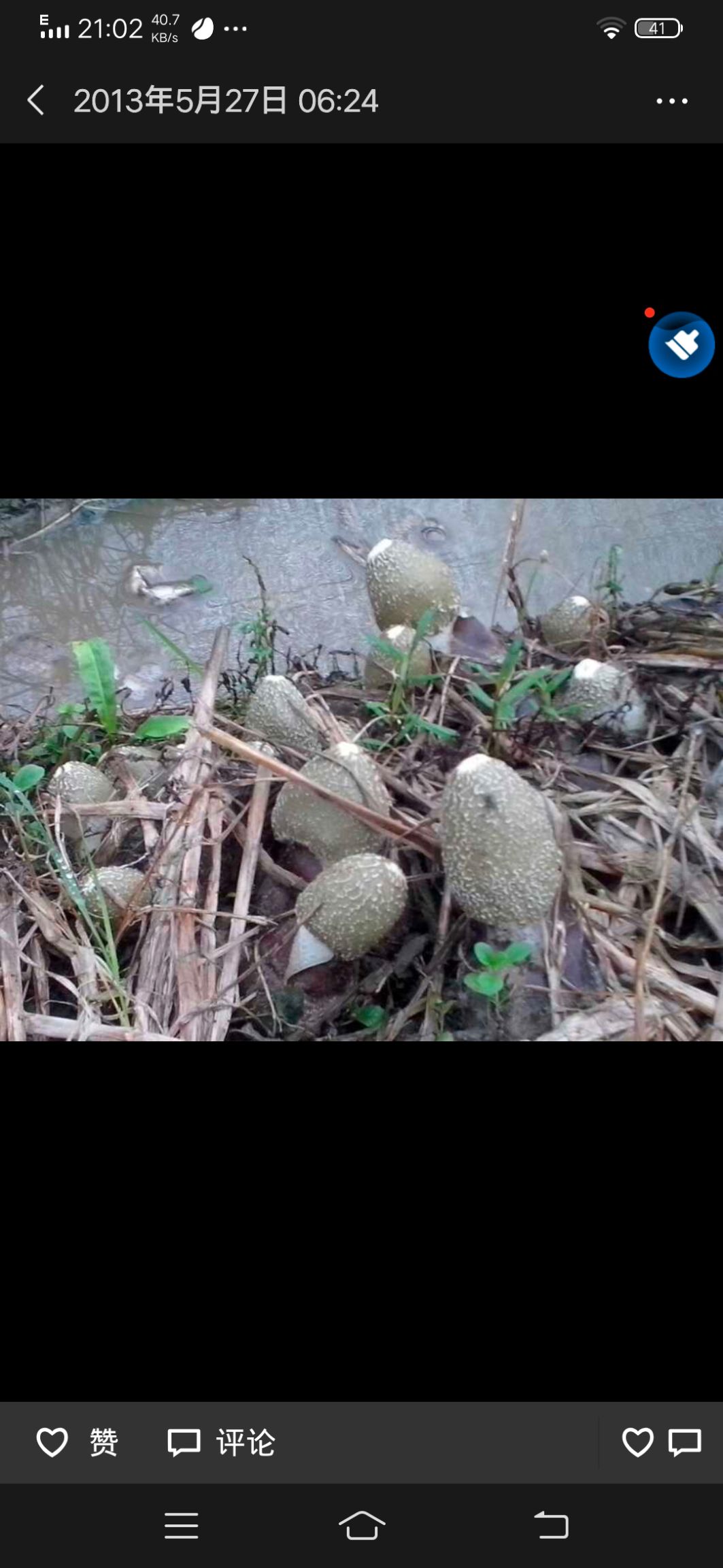  无熏硫 长裙竹荪