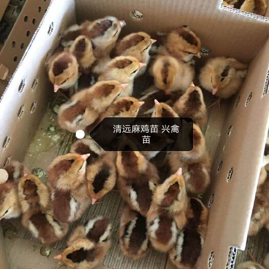 南宁 清远麻鸡苗批发