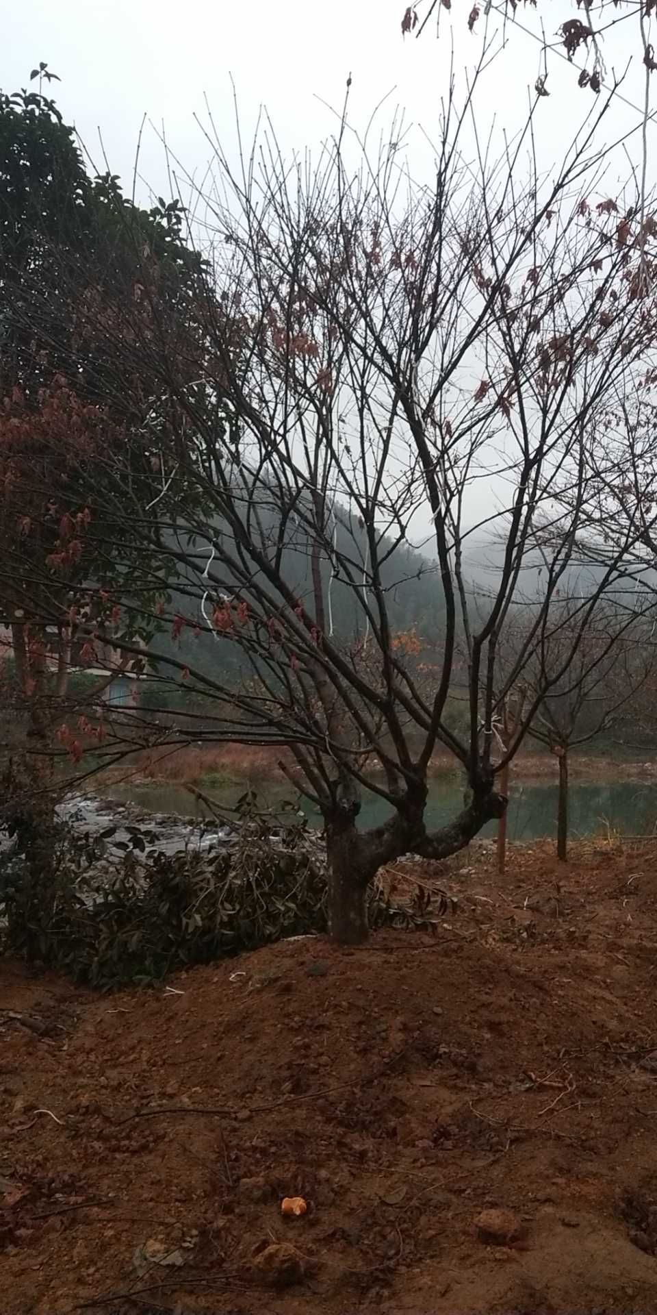 日本红枫 红枫品种齐全，质量有保障，一首货源，任老板选购