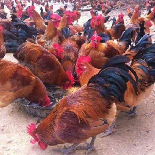 南宁 黑瑶鸡苗