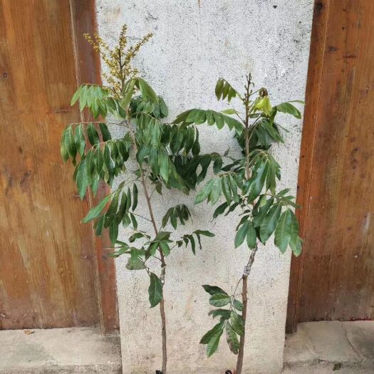 灵山县四季龙眼苗 龙眼荔枝芒果樱桃牛油果青皮柚
