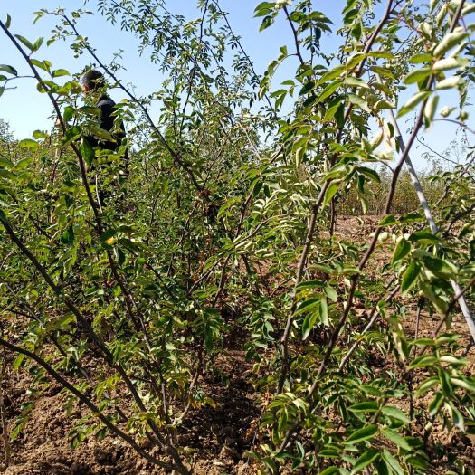 无刺花椒苗  嫁接好的无刺花椒树苗。产量高，颜色艳红当年挂果