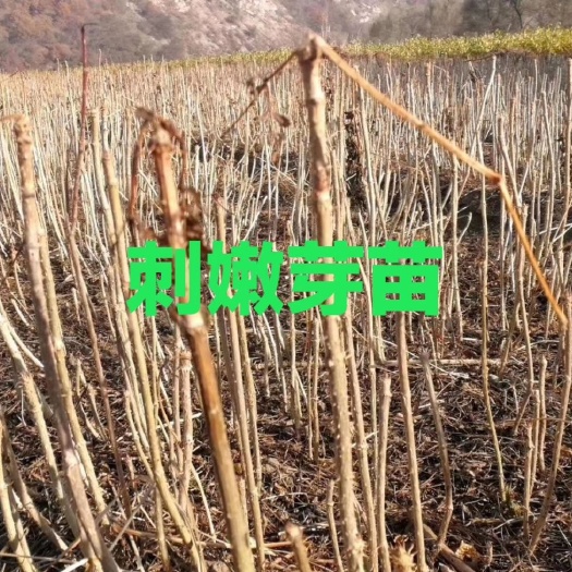 白山刺嫩芽苗。吉林基地直发。大量出售刺老芽苗。成活率高