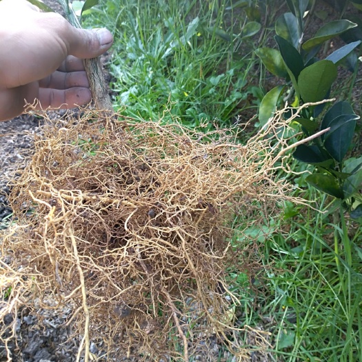 安远县血橙苗  正宗赣南脐橙苗根系发达无病菌是种植朋友们的好选择