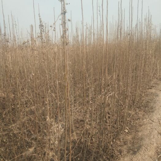 衡水梨树苗 一公分以上梨树
