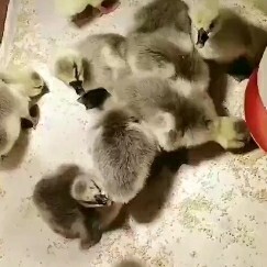 嘉祥县杂交鹅苗 包成活率。