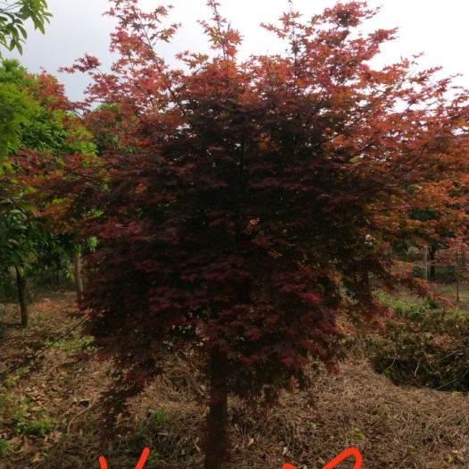 全州县日本红枫 红枫品种齐全，质量有保障，一首货源，任老板选购